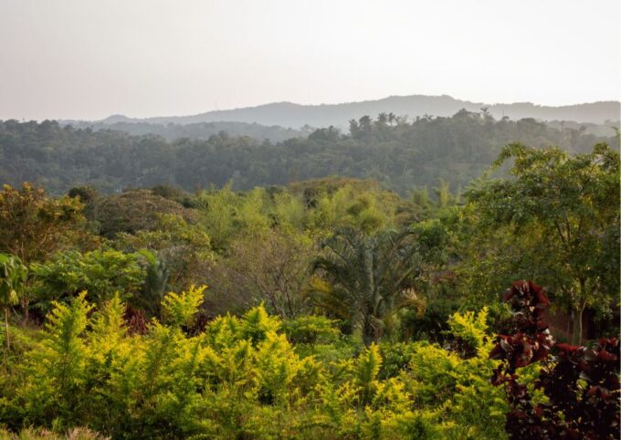 Touristic Highlights of Coorg (Guided Full Day Tour by Car) - Abbey Falls Exploration