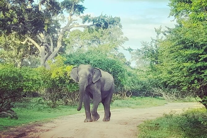 Tours and Transportation in Sri Lanka - Additional Tour Information