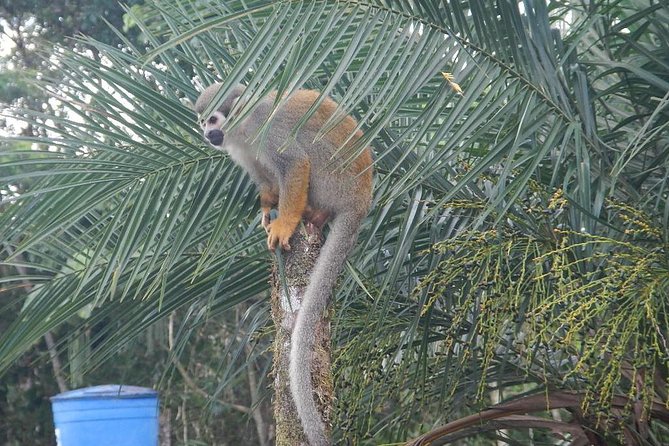 Tours to the Amazon - Indicchuris Jungle | Amazon Rainforest Tours - Meeting and Pickup