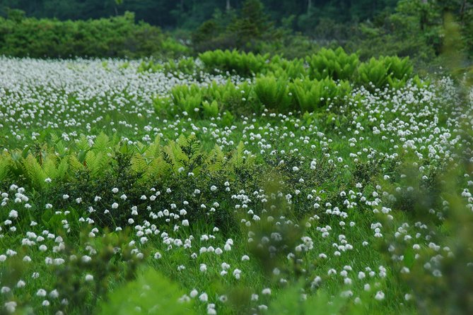 Towards the Silent, Unexplored Pond, Naganuma Guided Walk - Key Points