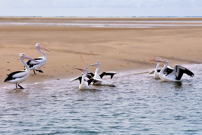 Town of 1770 Afternoon Cruise - Highlights of the Coastline