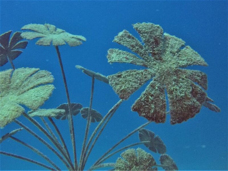 Townsville & Magnetic Island: MOUA & Great Barrier Reef Trip - Inclusions and Exclusions