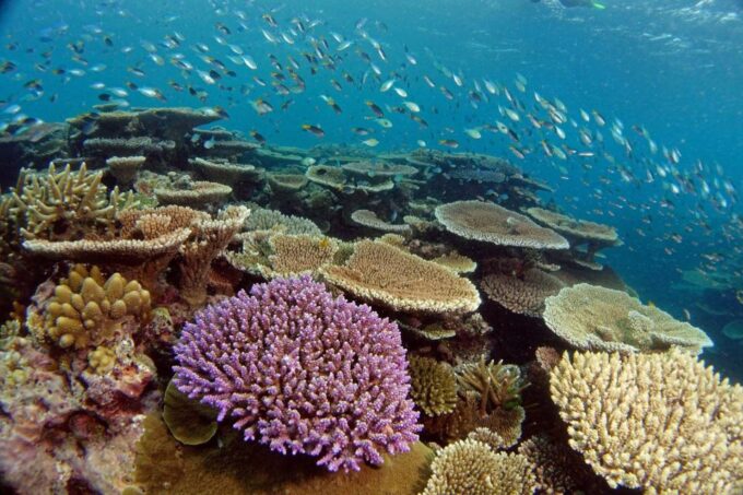 Townsville & Magnetic Island: MOUA & Great Barrier Reef Trip - Suitability and Certification
