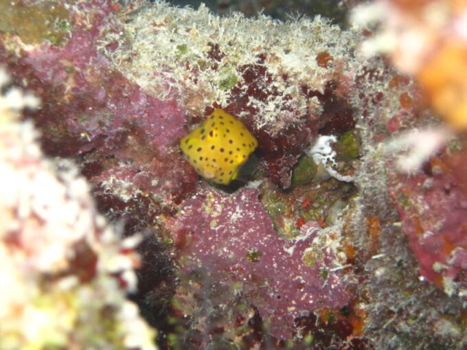 Townsville & Magnetic Island: MOUA & Great Barrier Reef Trip - Reef Conservation Efforts