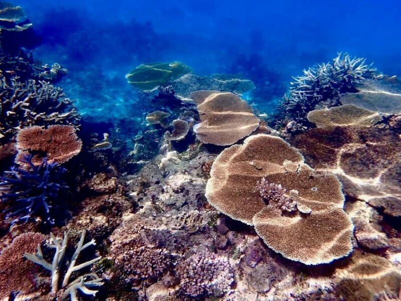 Townsville & Magnetic Island: MOUA & Reef Snorkel Experience - Key Points