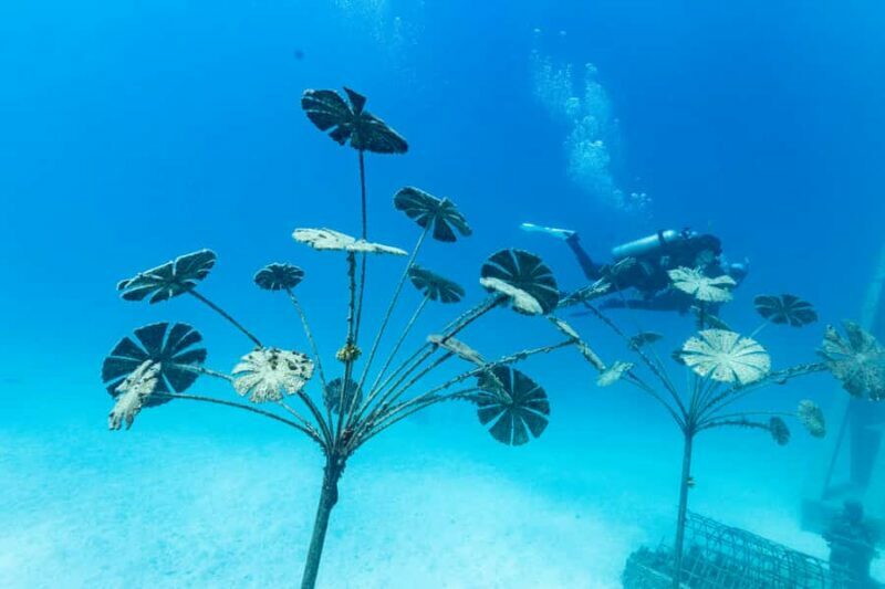 Townsville & Magnetic Island: MOUA & Reef Snorkel Experience - The Sum Up