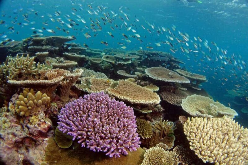 Townsville & Magnetic Island: Reef Explorer Snorkel Trip - The Marine Environment and Marine Life
