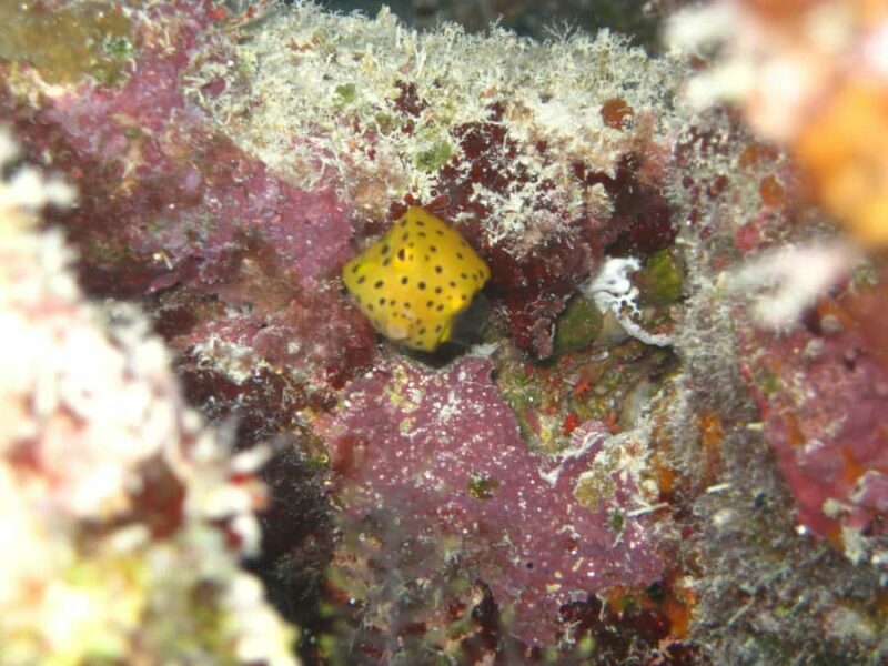 Townsville & Magnetic Island: Reef Explorer Snorkel Trip - Considerations and Practical Tips