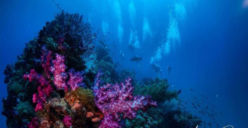 Townsville or Magnetic Island: Yongala Wreck Dive Day Trip - Pickup and Drop-off Locations