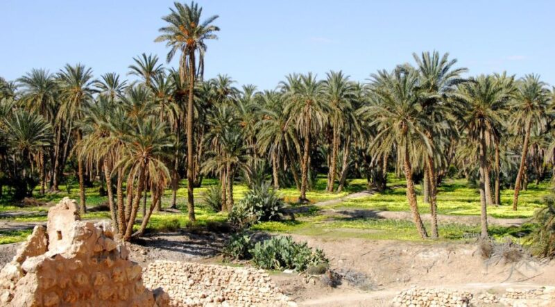 Tozeur: 2-Day Desert Overnight Stay in a Tent & Camel Trek - Discovering Tamerza Canyon