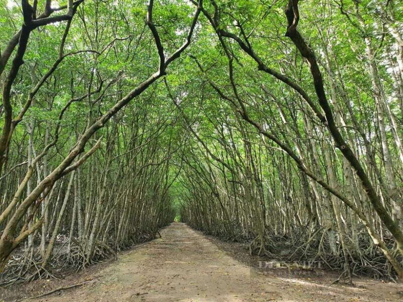 TP HCM: EXPLORE CAN GIO MANGROVE AND MONKEY ISLAND - Exploring Can Gio Mangrove Forest