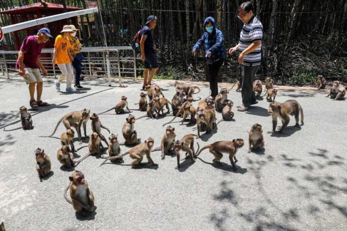 TP HCM: EXPLORE CAN GIO MANGROVE AND MONKEY ISLAND - Since You Asked