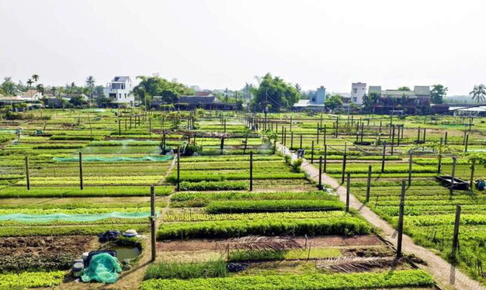 Tra Que Vegetable Village - Cooking Class - Experiencing Organic Farming