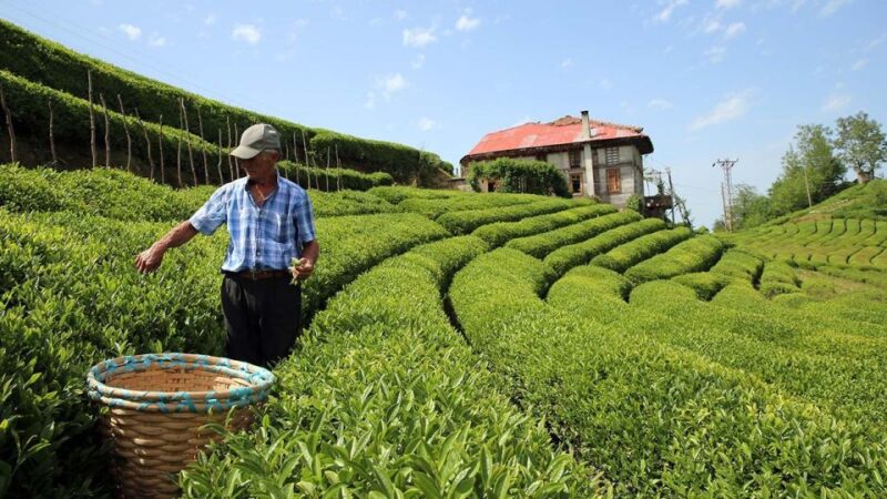 Trabzon: Uzungöl Group Tour, Explore The Nature & Taste Tea - Cultural Experiences