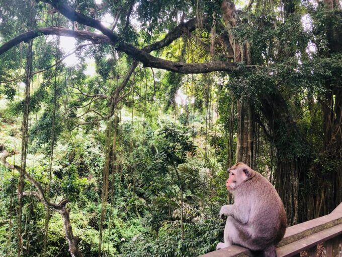 Traditional Bali Art and Shopping Tour in Ubud - Monkey Forest Experience