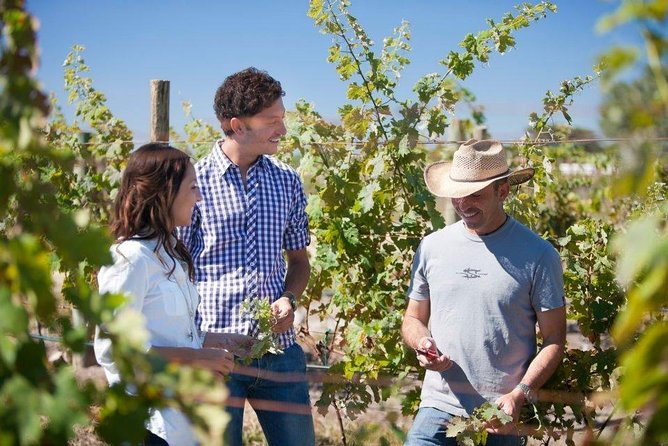 Traditional Cheese and Wine Route in Spanish, Departing From Querétaro - Tour Ratings and Reviews
