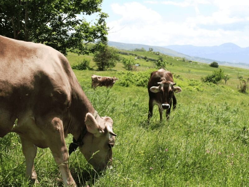 Traditional Cheese Factory Visit With Tasting Near Isernia - The Art of Traditional Cheese-Making