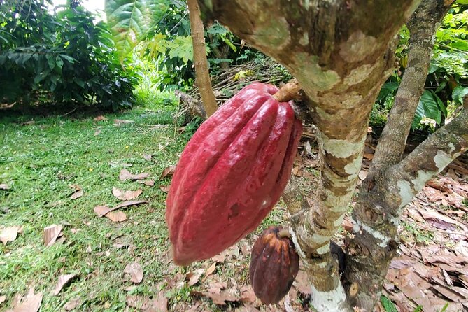 Traditional Chocolate Making in Belize - Highlights of the Experience