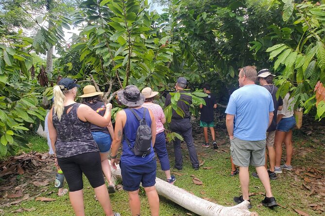 Traditional Chocolate Making in Belize - Practical Information and Tips
