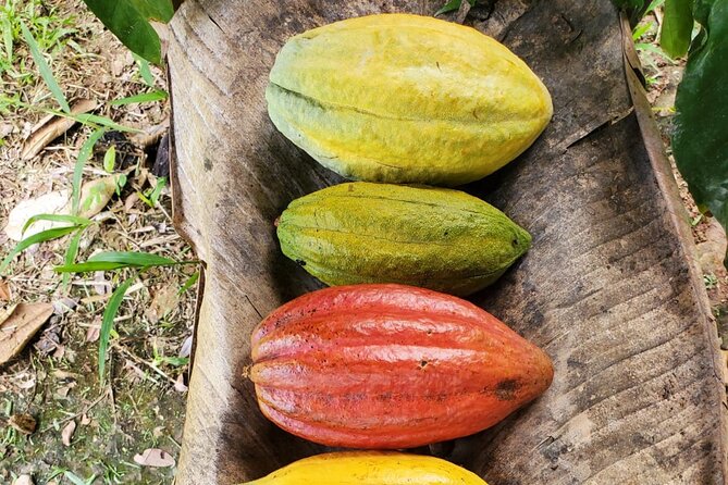 Traditional Chocolate Making in Belize - Chocolate Making Process Explained