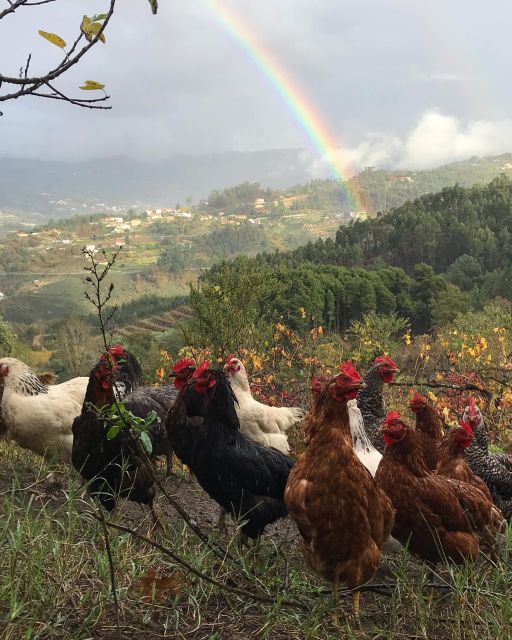 Traditional Cooking Class and Farm Tour in the Douro Valley - Instructor and Host