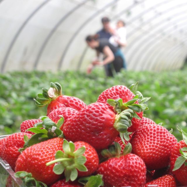 Traditional Cooking Class and Farm Tour in the Douro Valley - Logistics and Accessibility