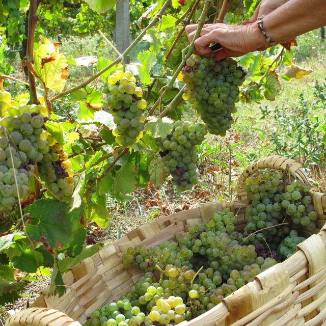 Traditional Cooking Class and Farm Tour in the Douro Valley - Booking and Cancellation