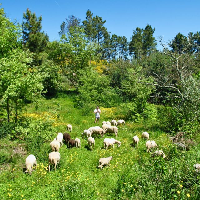 Traditional Cooking Class and Farm Tour in the Douro Valley - Availability and Pricing