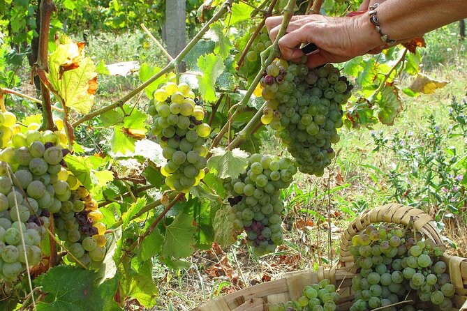 Traditional Cooking Class, Farm Tour & Lunch in the Douro Valley - Meeting and Transportation Details