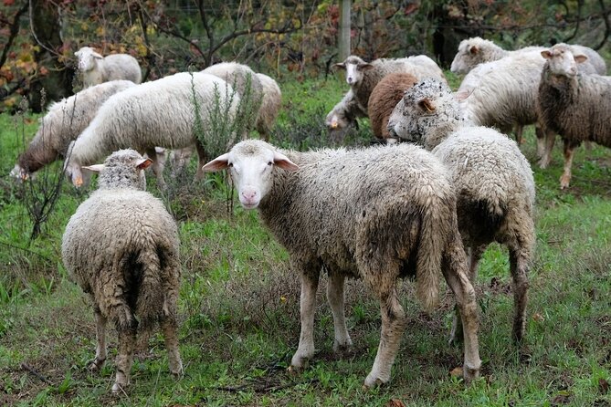 Traditional Cooking Class, Farm Tour & Lunch in the Douro Valley - Sustainable Farming Practices