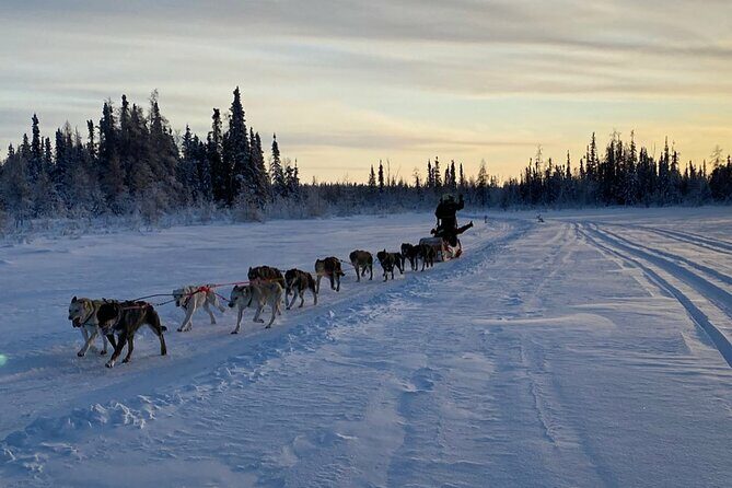 Traditional Dog Sledding Adventure in Yellowknife - An In-Depth Look at the Dog Sledding Tour in Yellowknife