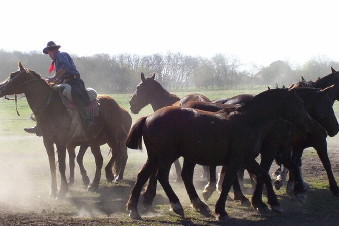 Traditional Gaucho Festival Full Day Tour From Buenos Aires - Pickup and Drop-off Information