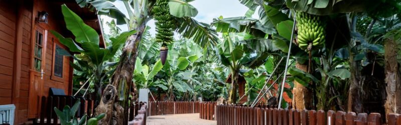 Traditional Gran Canaria: Arucas, Firgas, and Teror - Itinerary and Highlights