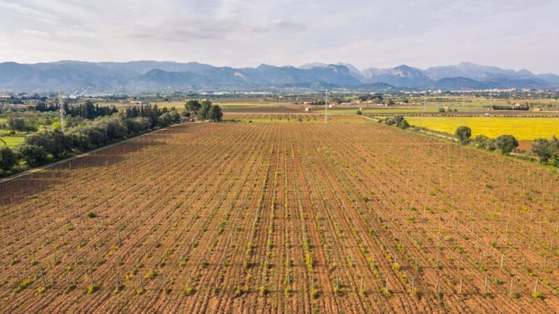 TRADITIONAL MARKET, WINERIES AND TASTINGS TOUR - Wine and Tapas Tasting