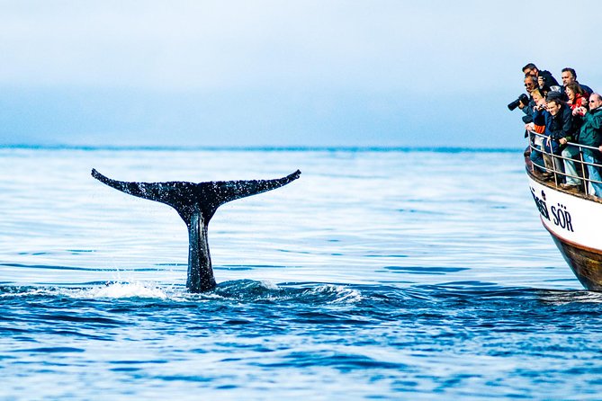 Traditional Oak Ship Whale Watching Tour From Husavik - Boat Specifications
