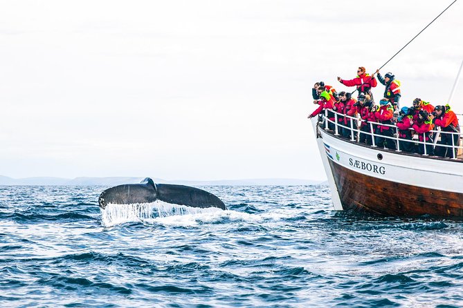 Traditional Oak Ship Whale Watching Tour From Husavik - Onboard Amenities
