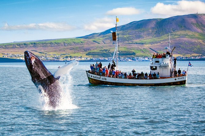 Traditional Oak Ship Whale Watching Tour From Husavik - Tour Policies