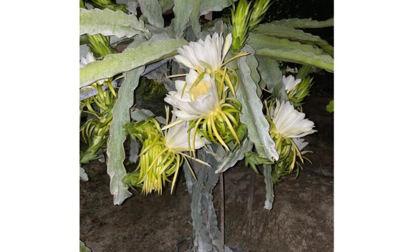 Traditional Olive Grove and Dragon Fruit Farm Tour - Farm Background