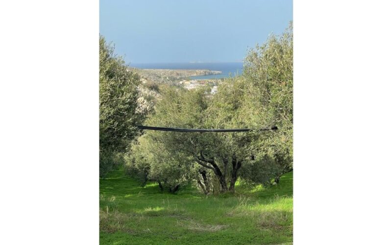 Traditional Olive Grove and Dragon Fruit Farm Tour - Not Suitable for the Tour