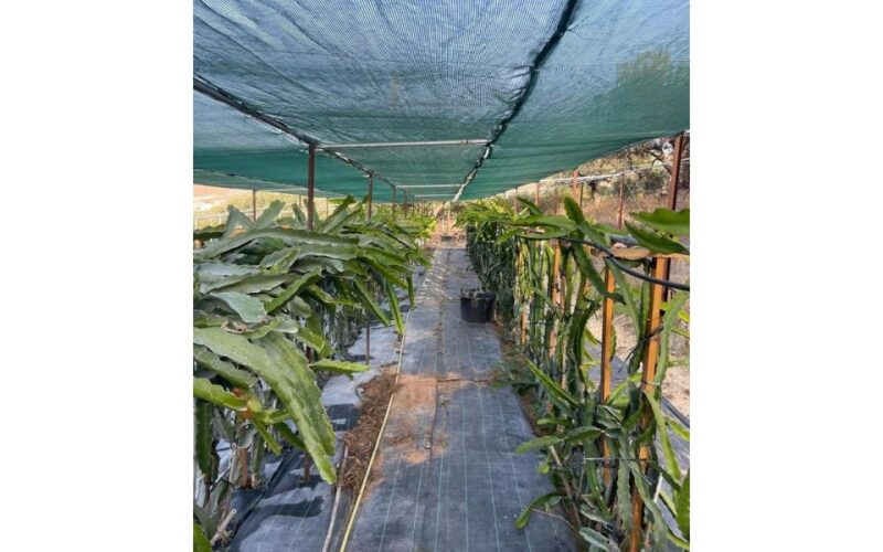 Traditional Olive Grove and Dragon Fruit Farm Tour - Customer Feedback