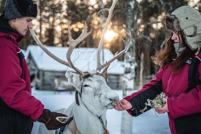 Traditional Reindeer Farm Visit With a Short Sleigh Ride - Reindeer Life and Farming Practices