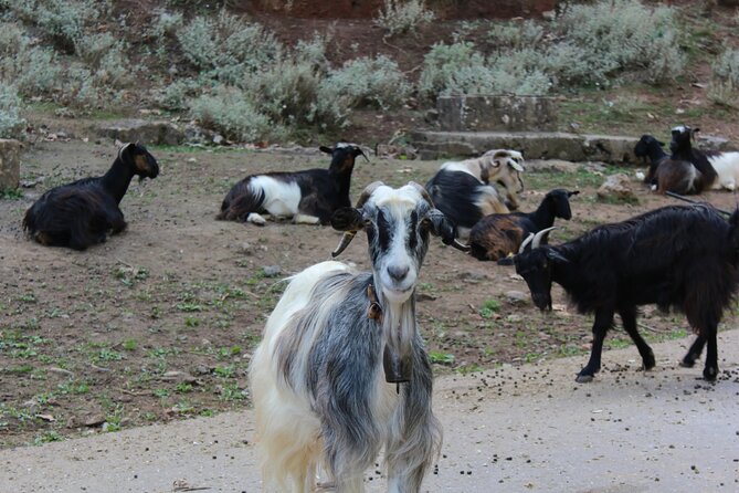Traditional Villages of Chania Private Tour to Explore Pure Crete - About Your Stay