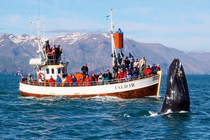Traditional Whale Watching Tour From Húsavík - Tour Description