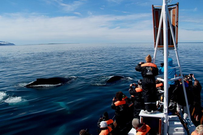 Traditional Whale Watching Tour From Húsavík - Meeting and Pickup