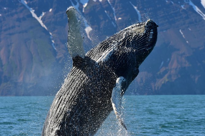 Traditional Whale Watching Tour From Húsavík - Transportation and Weather