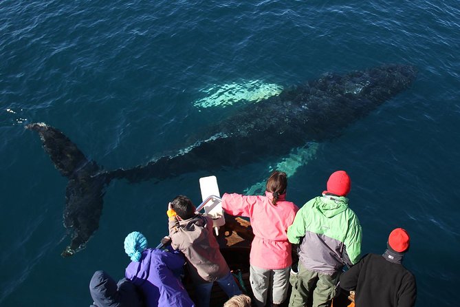 Traditional Whale Watching Tour From Húsavík - Sighting Guarantee