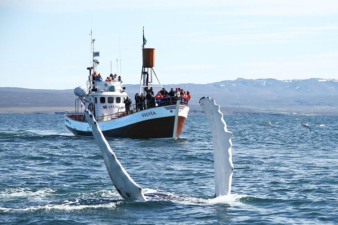 Traditional Whale Watching Tour From Húsavík - Traveler Capacity