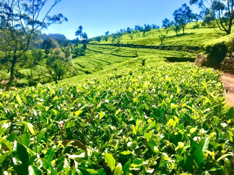 Trail Running From Ella - Key Points