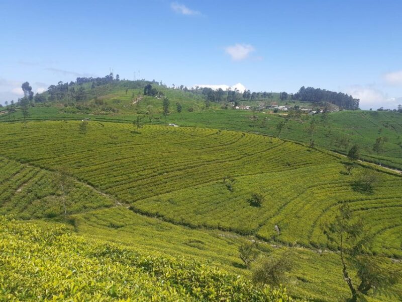 Trail Running From Ella - Highlights and Attractions