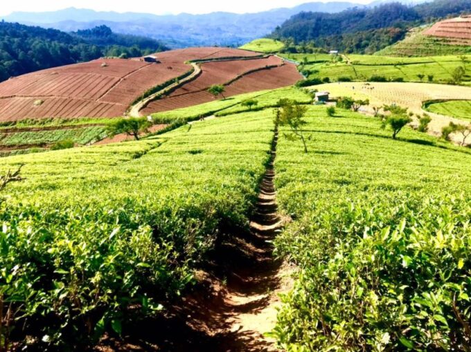 Trail Running From Ella - Live Tour Guide